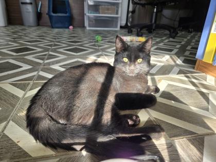 Enlarge Robin, a ADOPTABLE Domestic Short Hair in Magnolia, NJ image 2/2