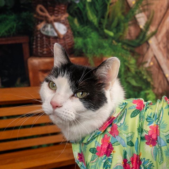 Enlarge Zuko, a Adoptable Domestic Short Hair in Lapeer, MI image 5/6
