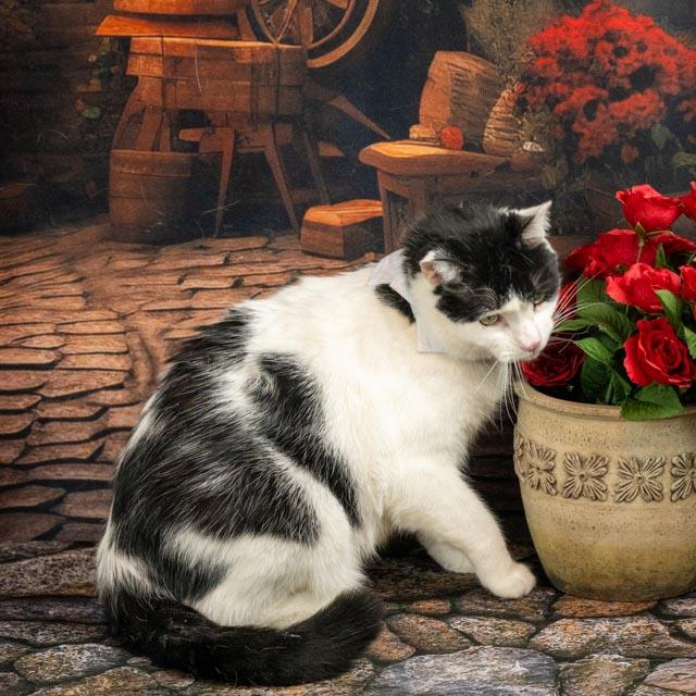 Enlarge Zuko, a Adoptable Domestic Short Hair in Lapeer, MI image 3/5