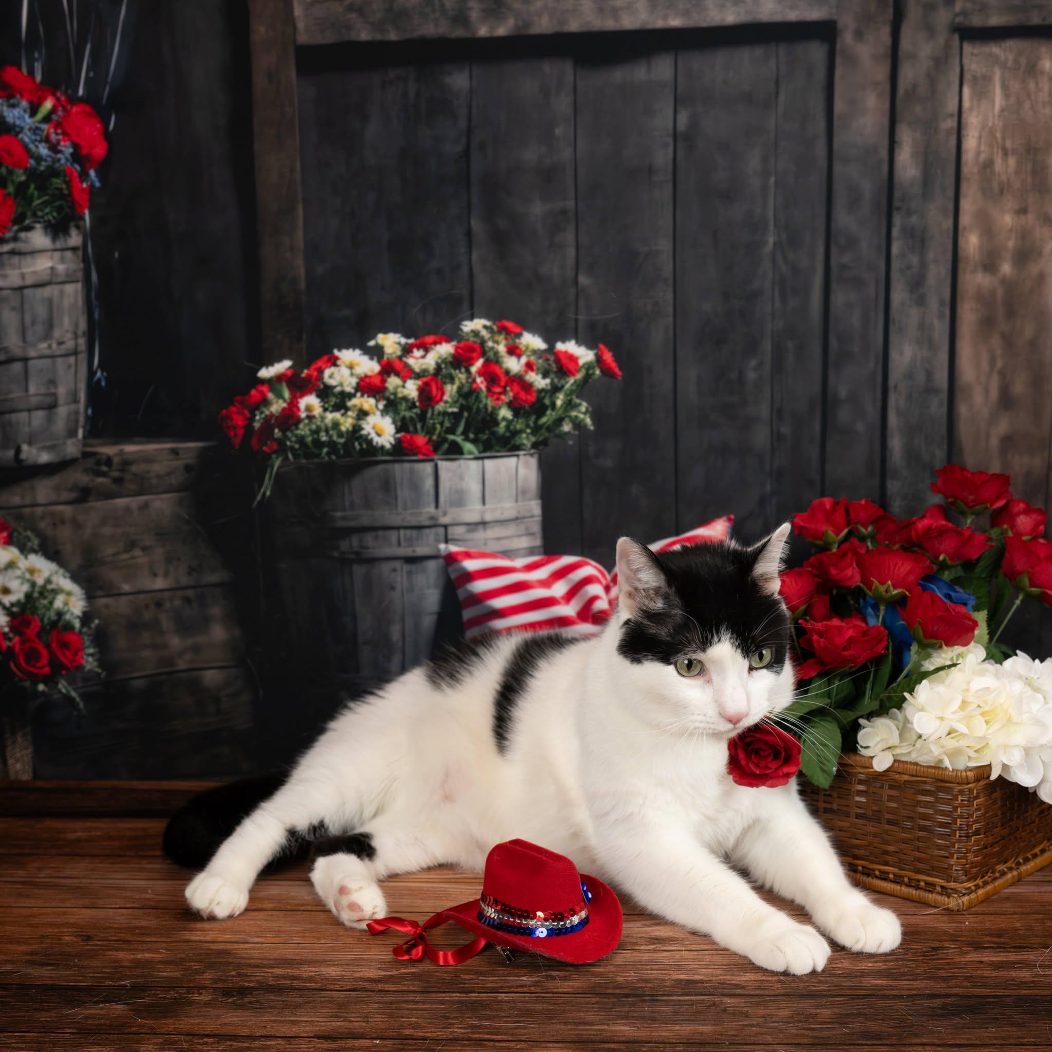 Zuko, Adoptable, Adult Male Domestic Short Hair.