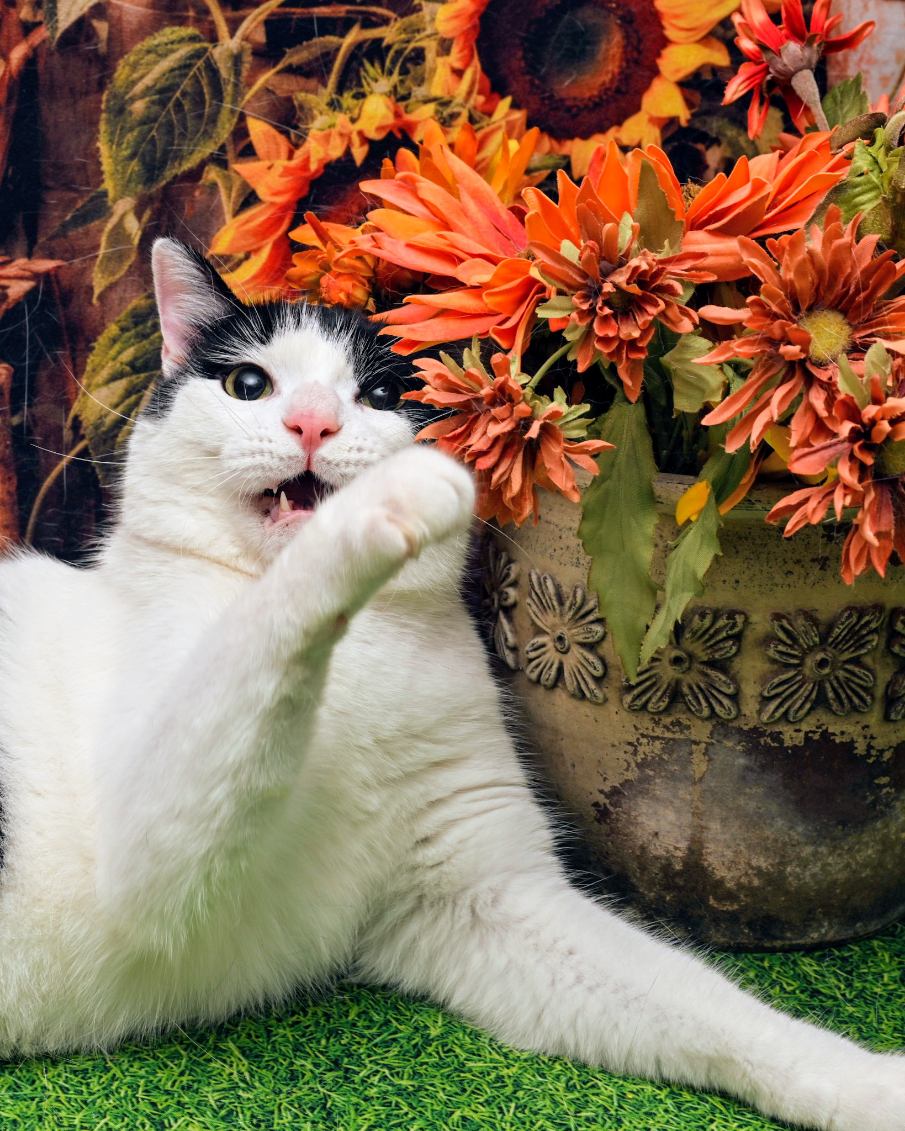 Enlarge Zuko, a Adoptable Domestic Short Hair in Lapeer, MI image 2/2