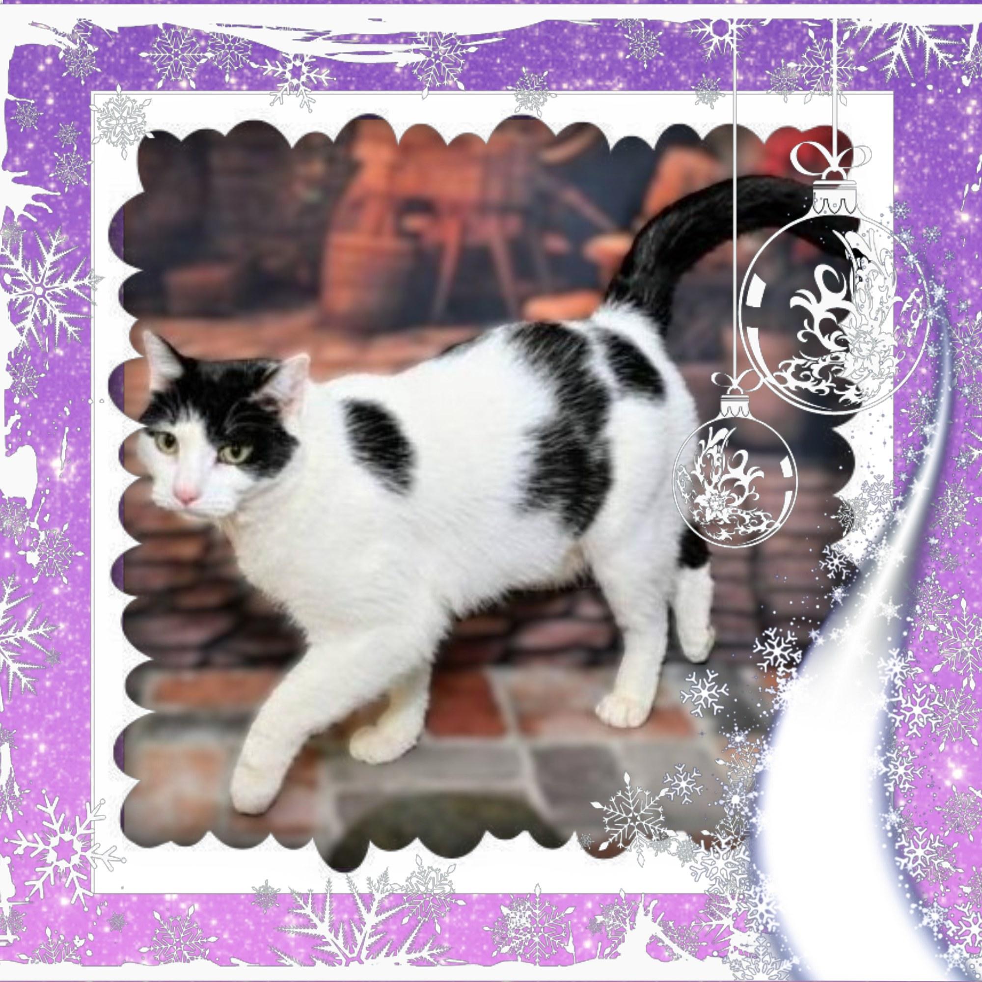 Zuko, Adoptable, Adult Male Domestic Short Hair.