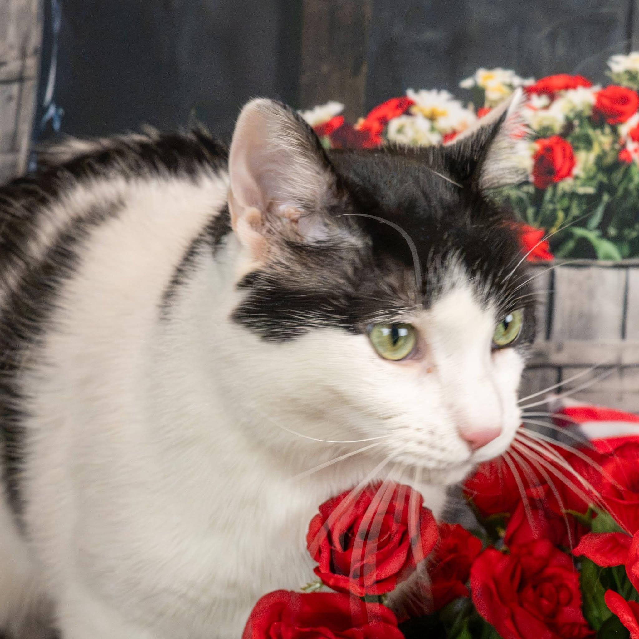 Enlarge Zuko, a Adoptable Domestic Short Hair in Lapeer, MI image 6/6
