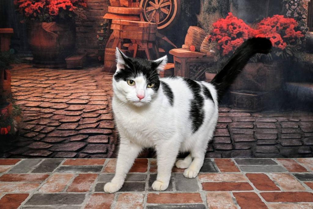 Enlarge Zuko, a Adoptable Domestic Short Hair in Lapeer, MI image 5/5