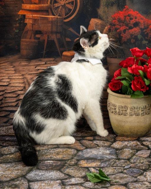 Enlarge Zuko, a Adoptable Domestic Short Hair in Lapeer, MI image 4/5