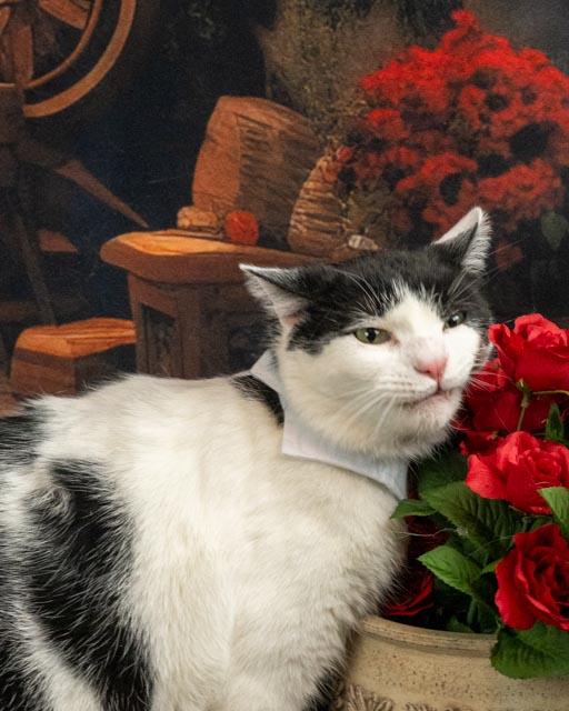 Enlarge Zuko, a Adoptable Domestic Short Hair in Lapeer, MI image 1/5