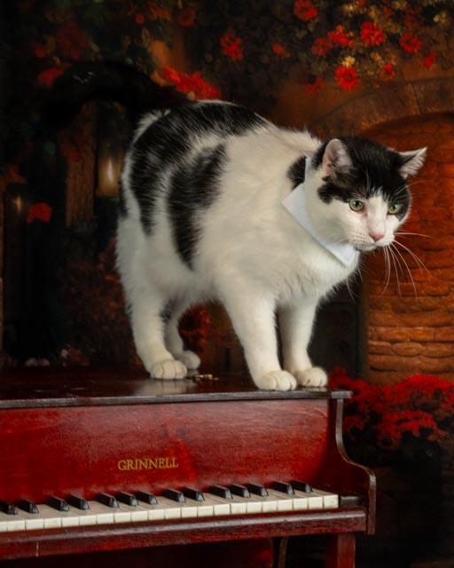 Enlarge Zuko, a Adoptable Domestic Short Hair in Lapeer, MI image 2/5