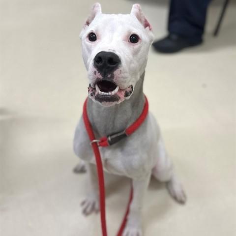 Enlarge Sugar- #50301, a ADOPTABLE Dogo Argentino in Columbia, MD image 2/2
