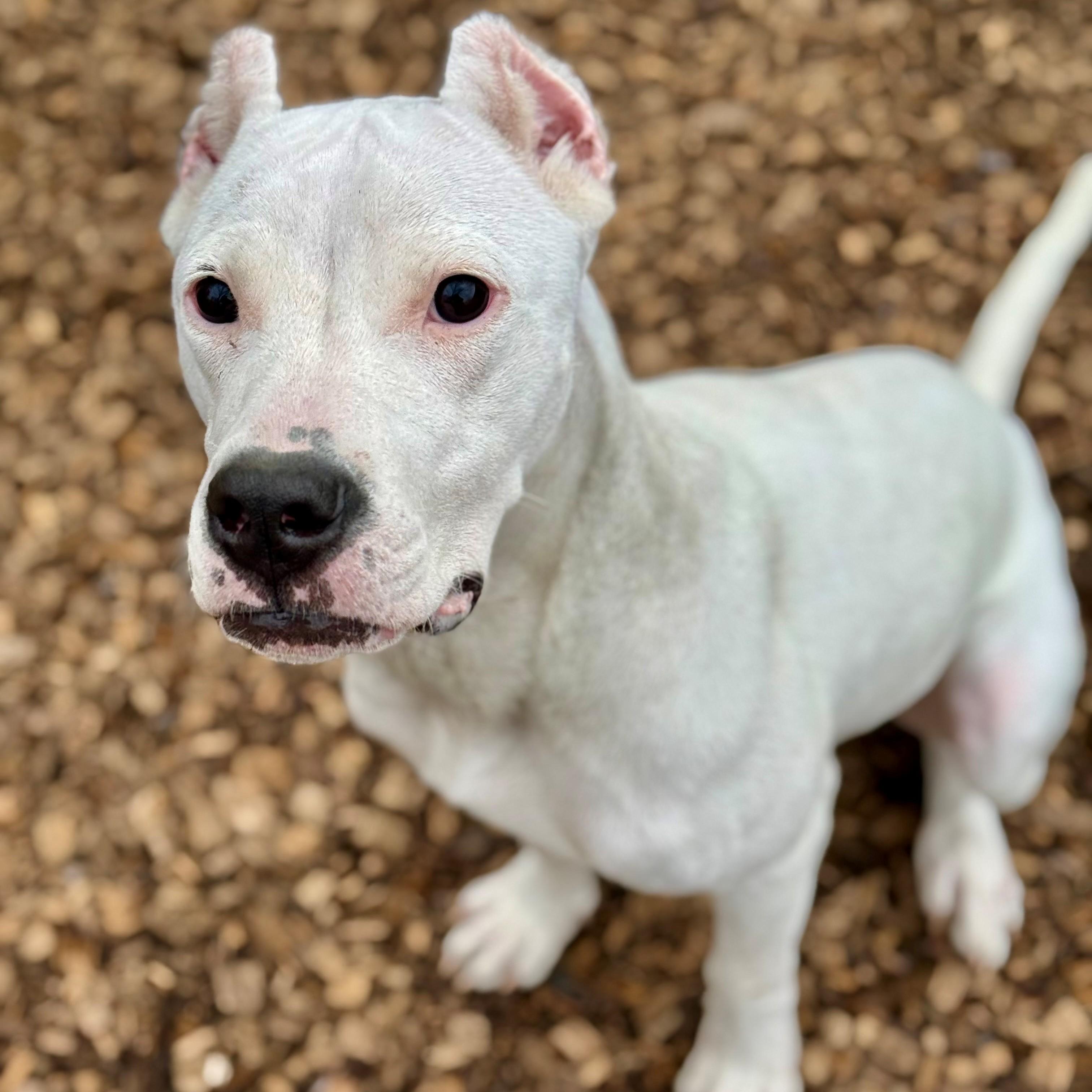 Sugar- #50301, ADOPTABLE, Young Female Dogo Argentino.