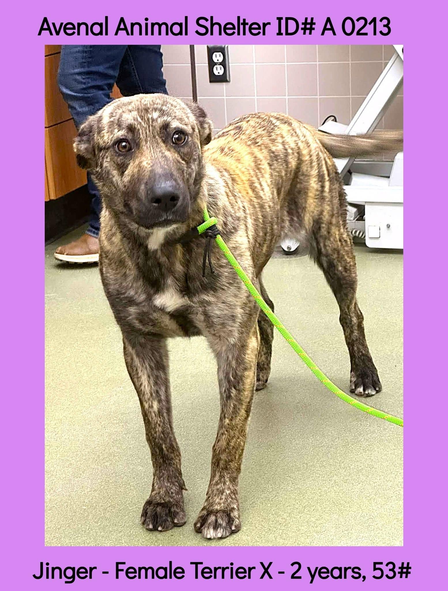 Jinger, ADOPTABLE, Young Female Dutch Shepherd.