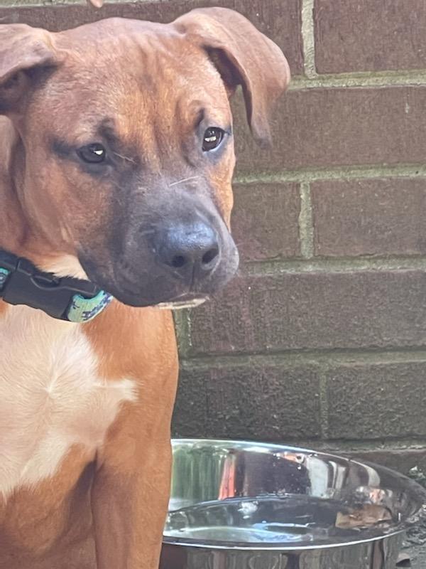 Enlarge Odie, a Adoptable mixed breed in Matthews, NC image 2/8