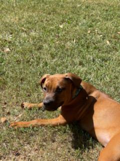 Odie photo 2