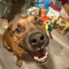 Enlarge Odie, a Adoptable mixed breed in Matthews, NC image 1/3