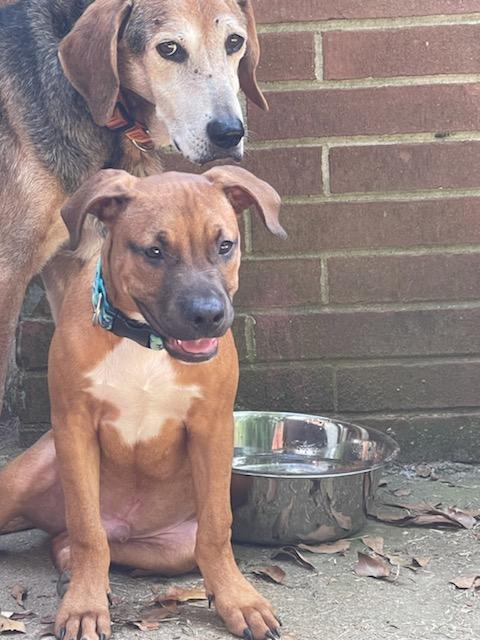 Enlarge Odie, a Adoptable mixed breed in Matthews, NC image 4/8