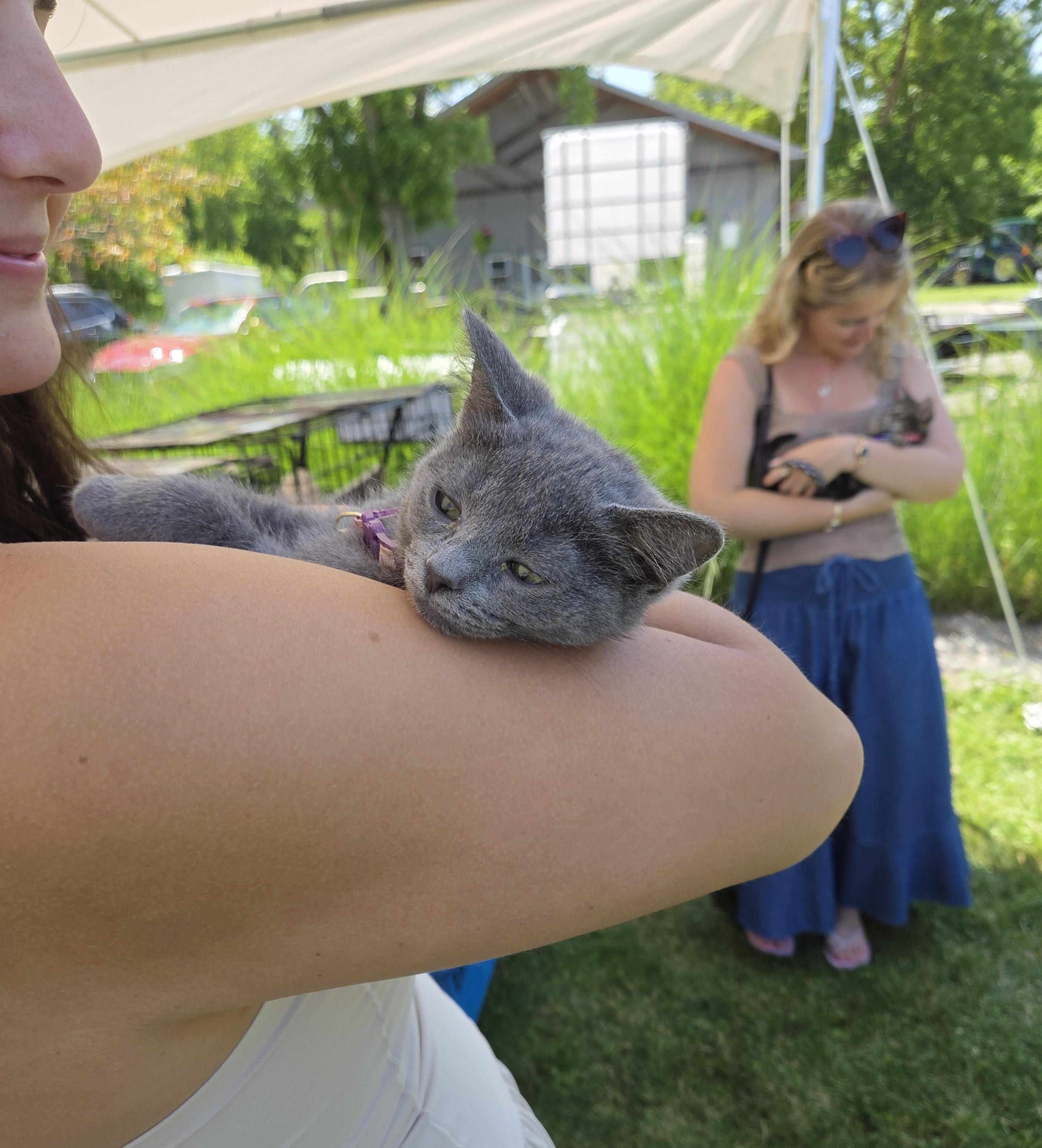 Violet, adoptable, Kitten Female Domestic Short Hair.