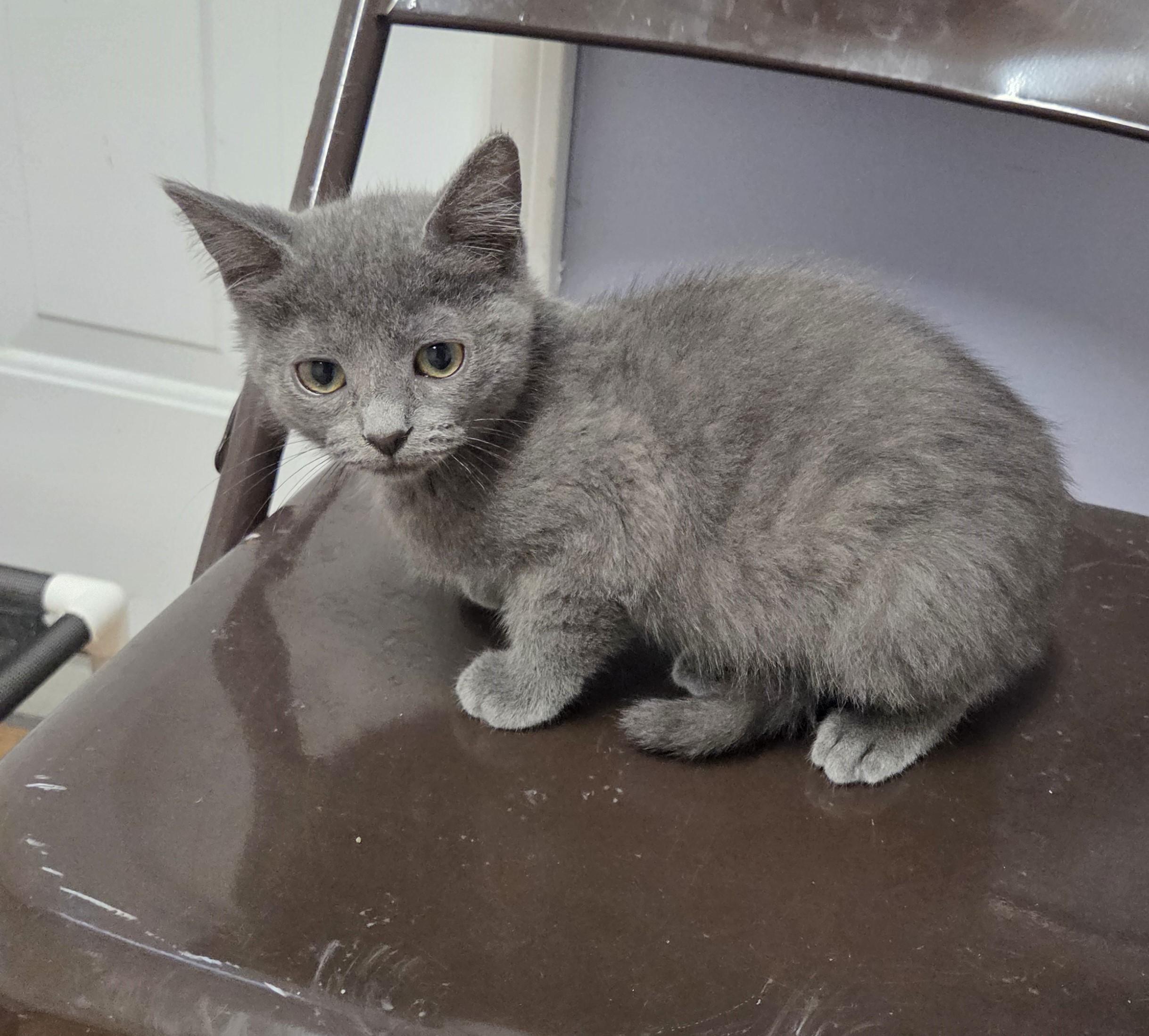 Enlarge Violet, an adoptable mixed breed in Carsonville, MI image 2/2