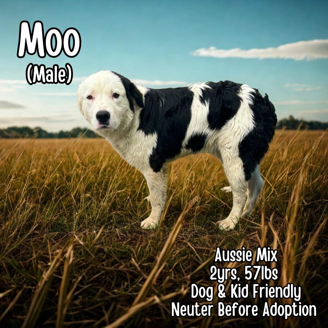 Enlarge Moo, a ADOPTABLE mixed breed in Lancaster, KY image 1/2