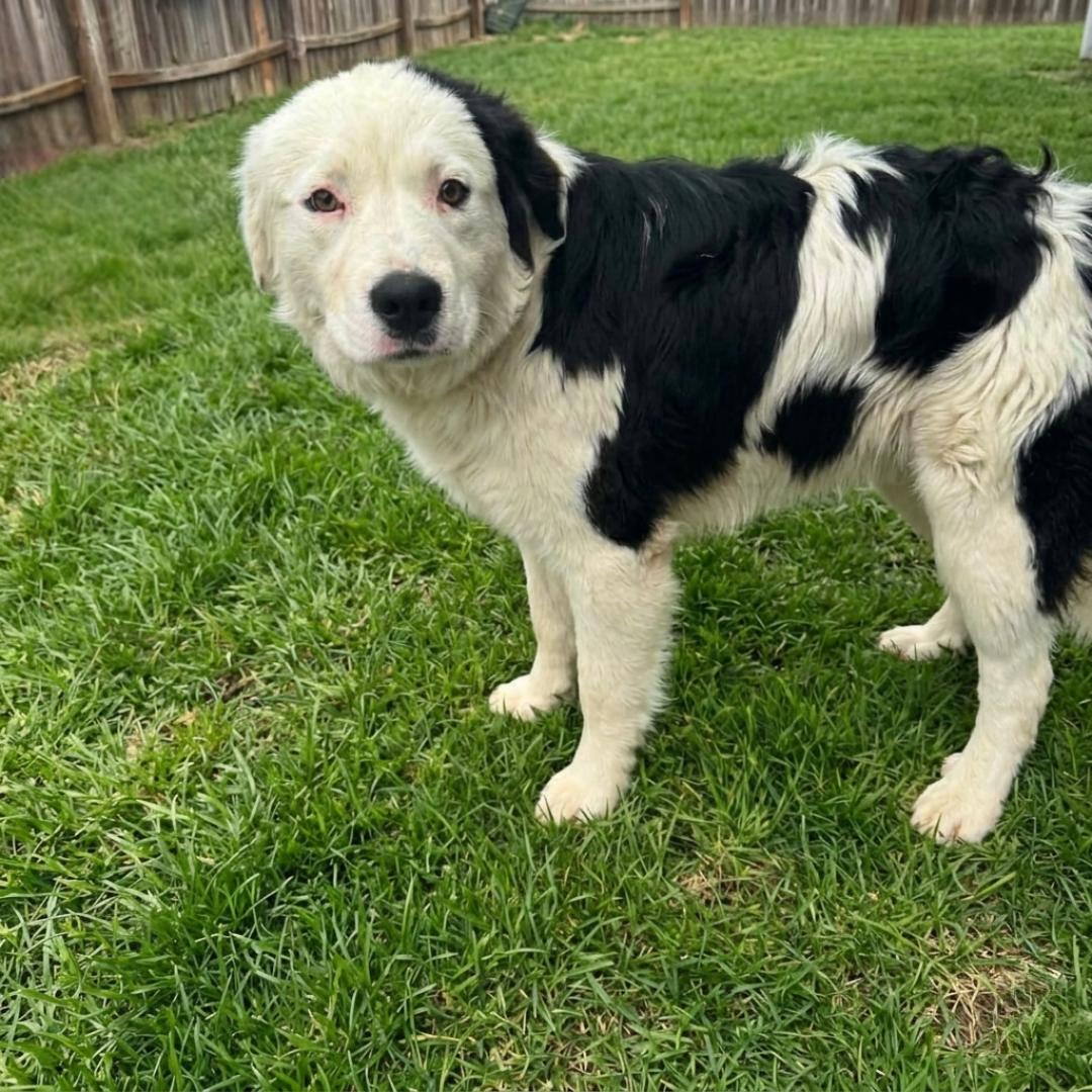Enlarge Moo, a ADOPTABLE mixed breed in Lancaster, KY image 2/2