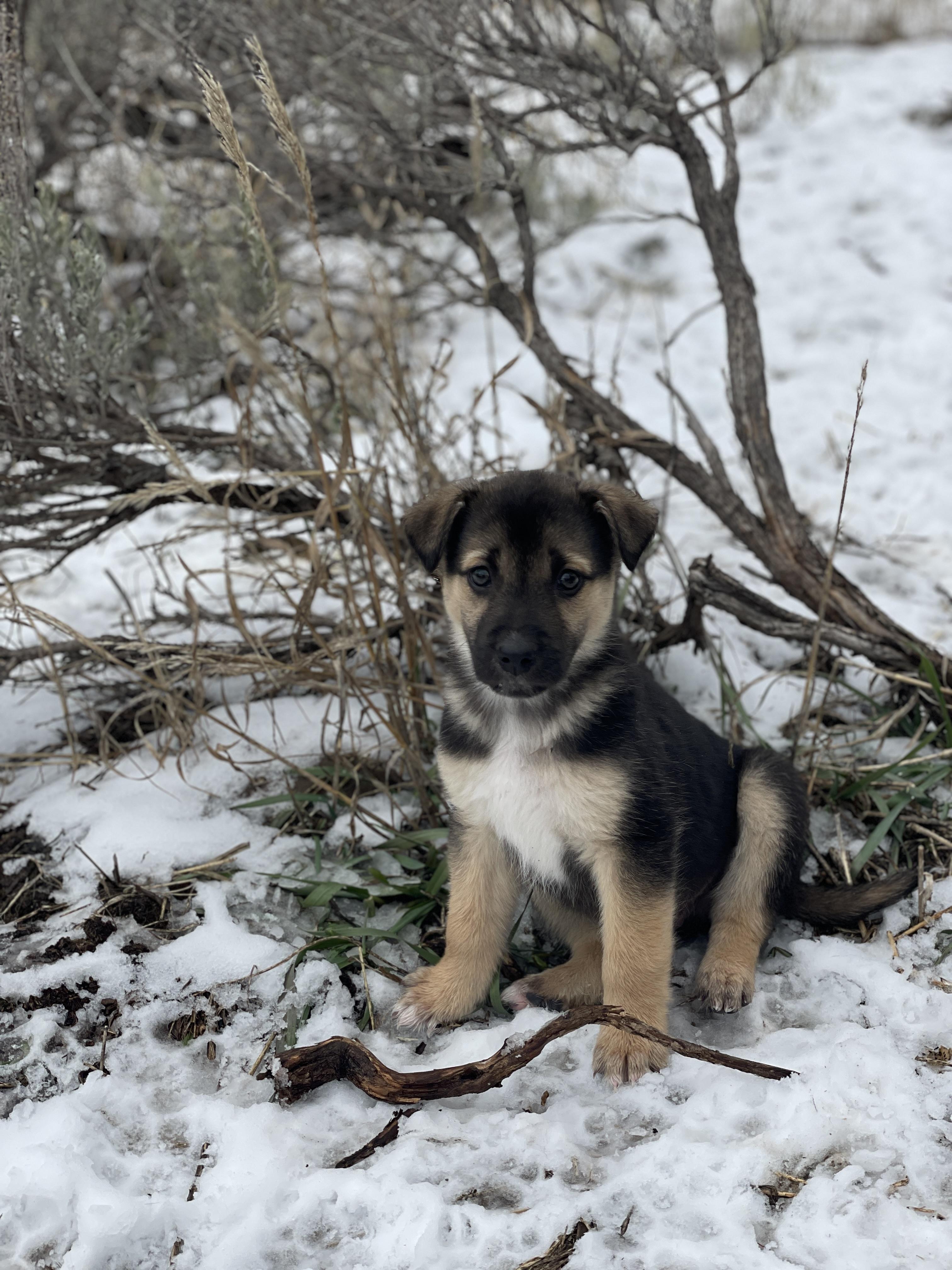 Raccoon, adopted, Puppy Male Mixed Breed.