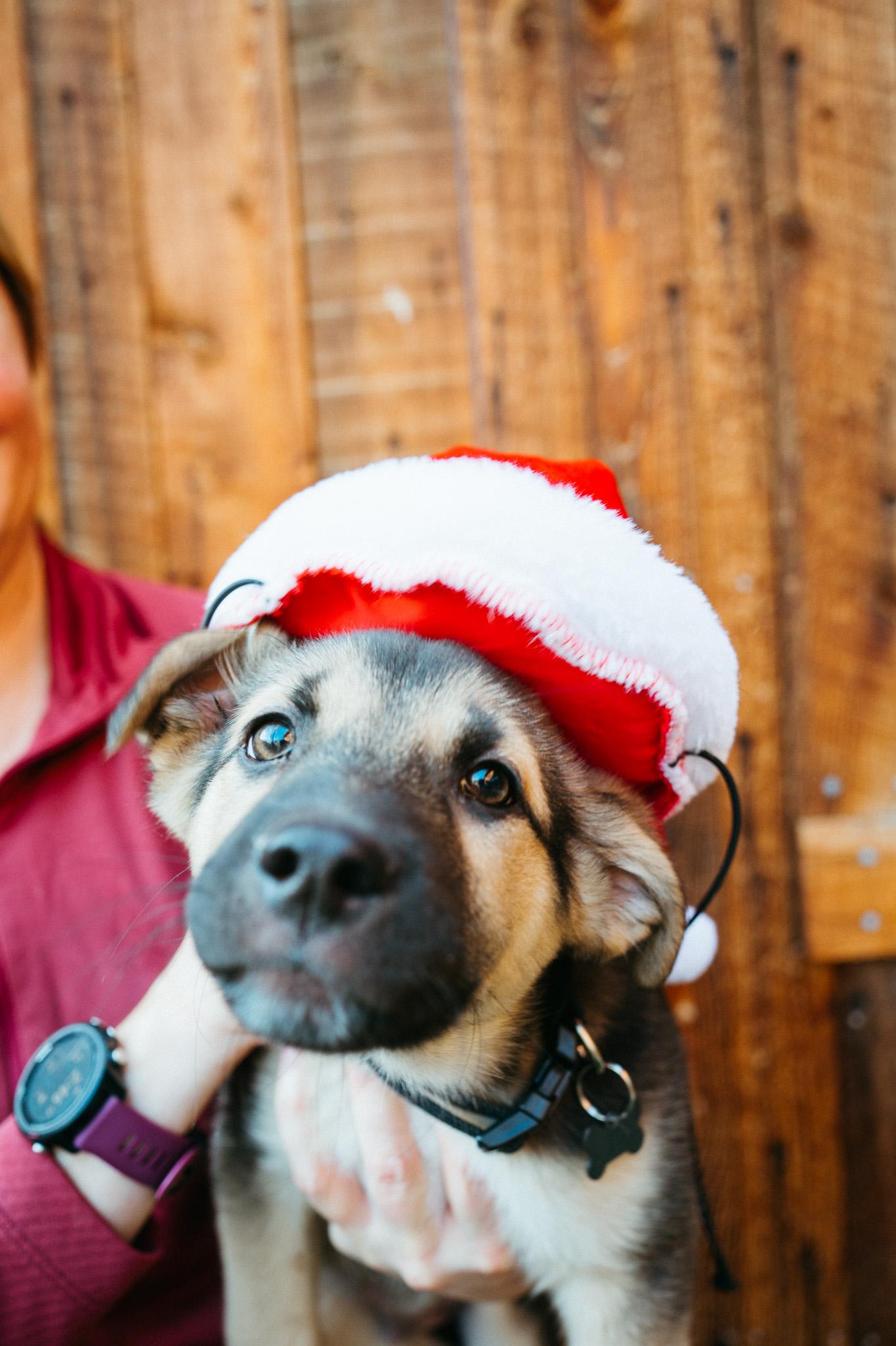Raccoon, an adopted mixed breed in Jackson, WY image 2/3