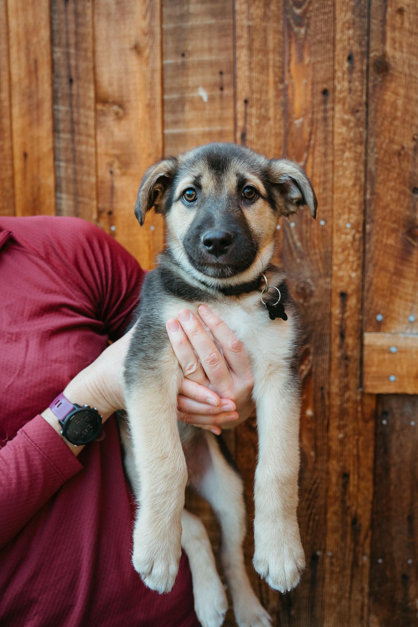 Raccoon, an adopted mixed breed in Jackson, WY image 3/3