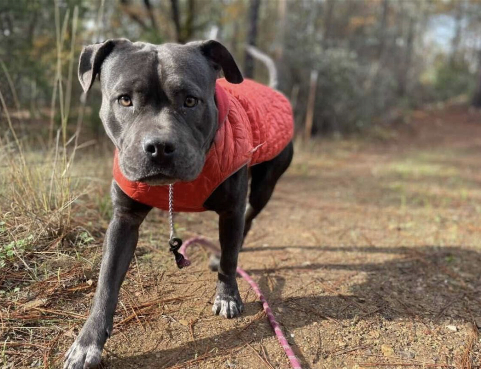 Boujee Pit Bull Terrier Dog