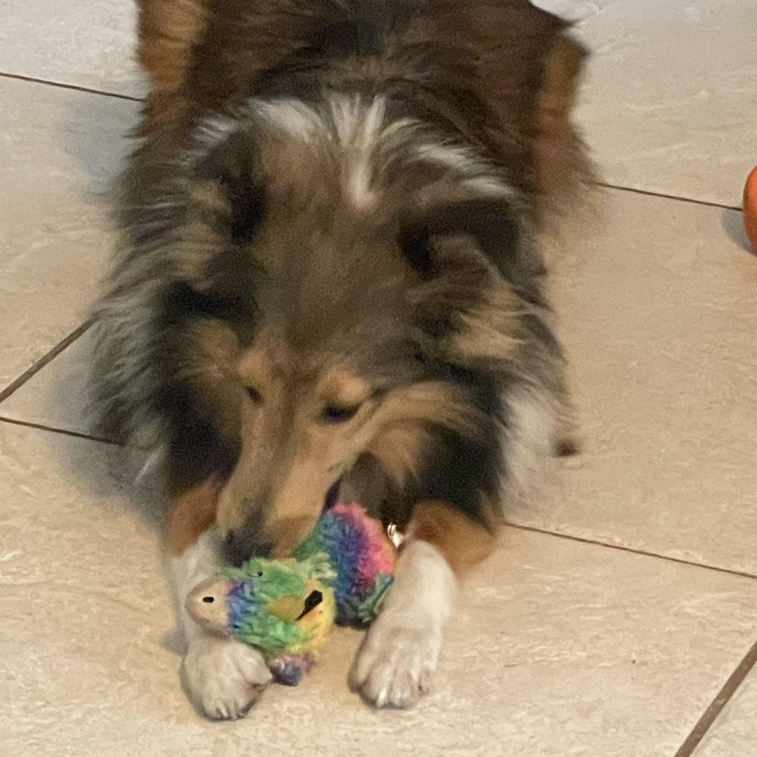 Enlarge Findley, a Adoptable Shetland Sheepdog / Sheltie in Palm Bay, FL image 1/5