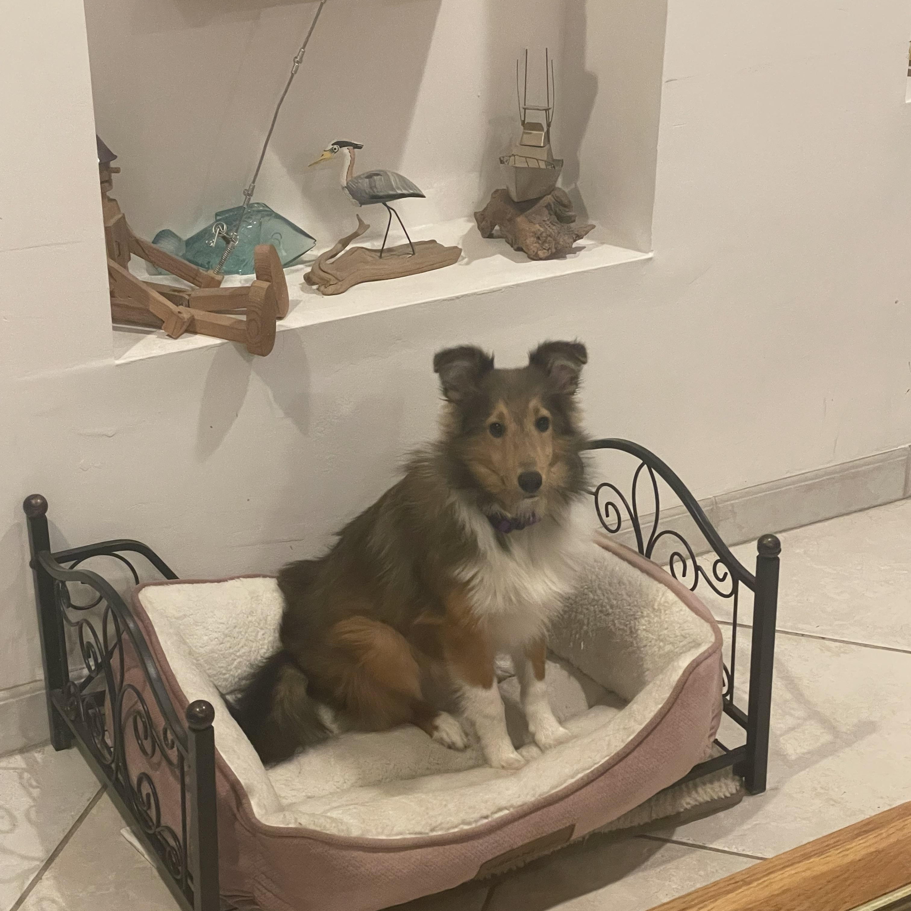 Enlarge Findley, a Adoptable Shetland Sheepdog / Sheltie in Palm Bay, FL image 2/5