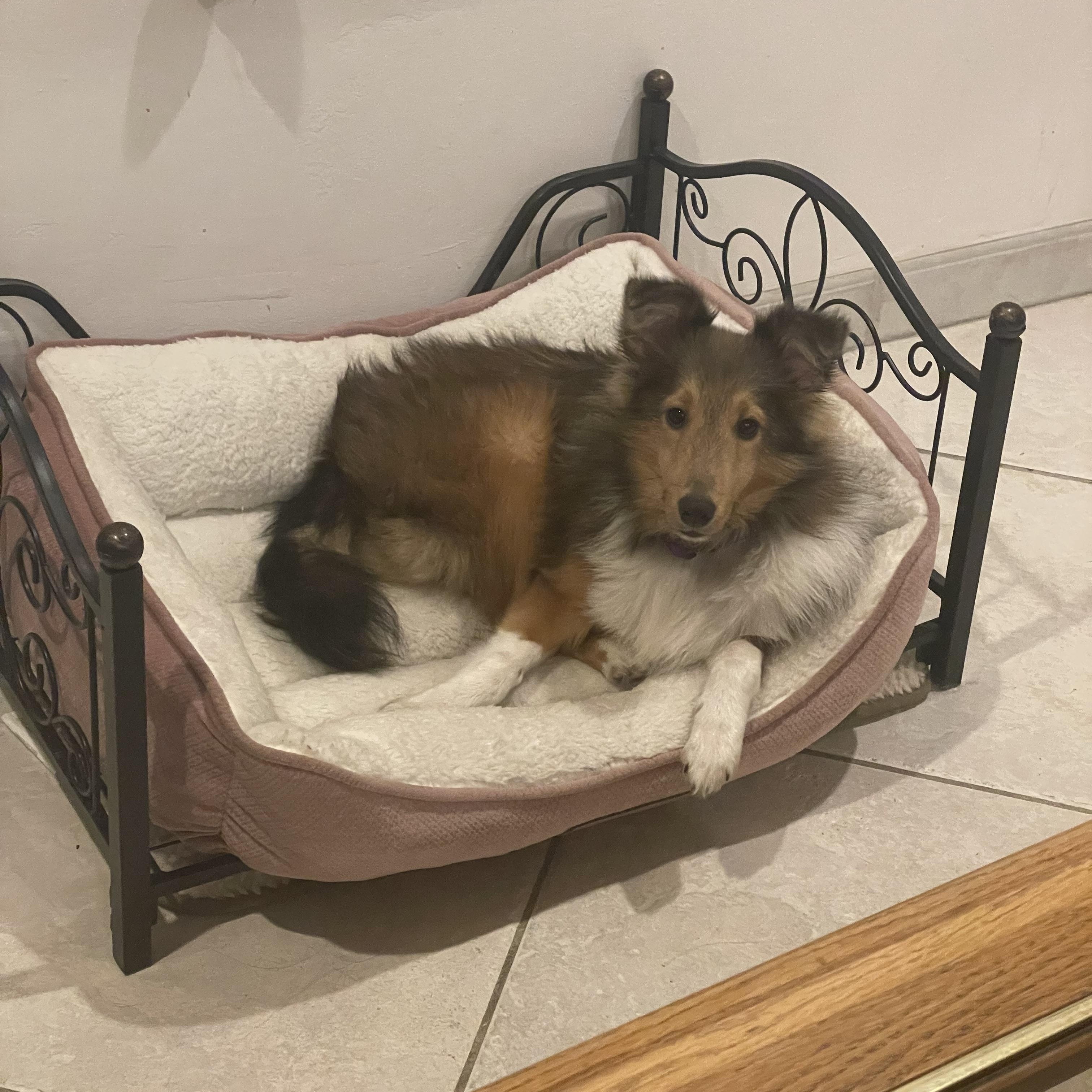 Enlarge Findley, a Adoptable Shetland Sheepdog / Sheltie in Palm Bay, FL image 3/5