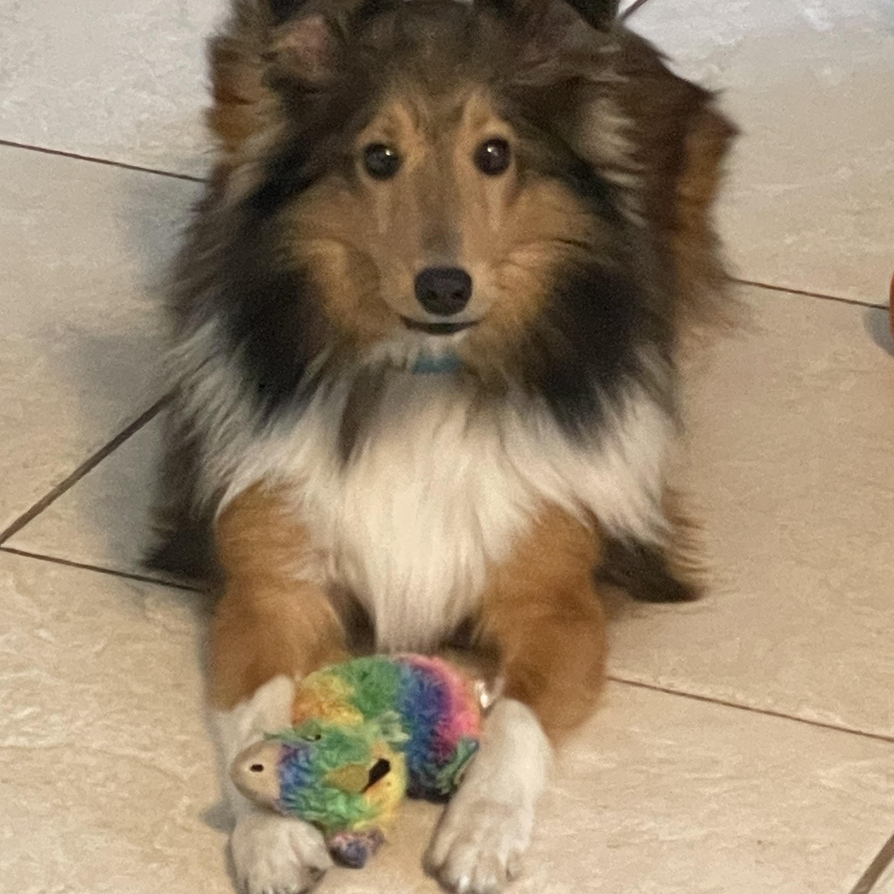 Enlarge Findley, a Adoptable Shetland Sheepdog / Sheltie in Palm Bay, FL image 4/5