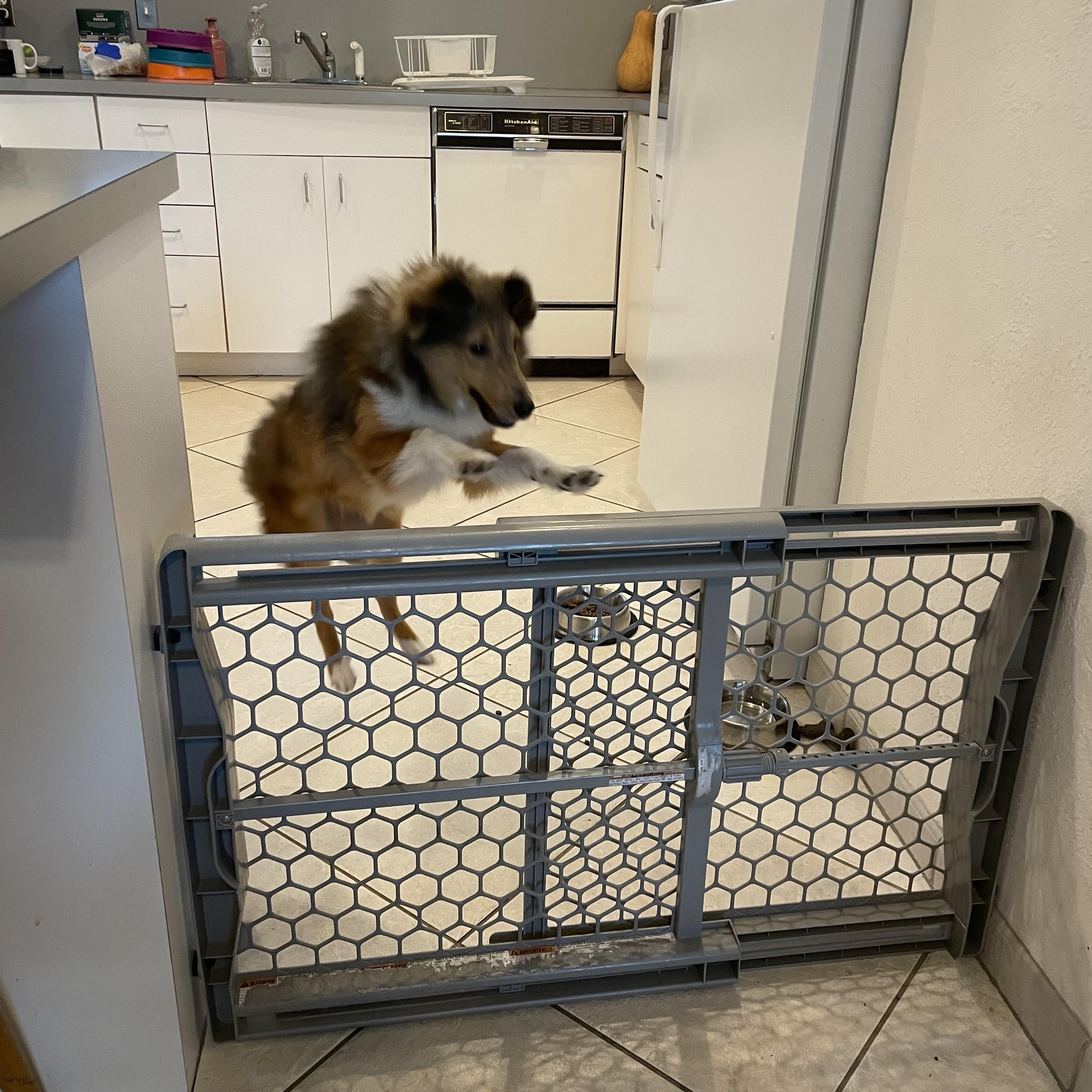 Enlarge Findley, a Adoptable Shetland Sheepdog / Sheltie in Palm Bay, FL image 5/5