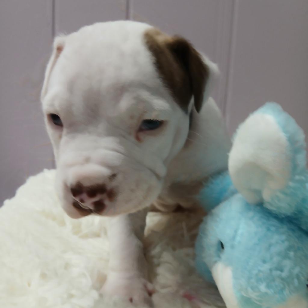 Windsor, Adoptable, Puppy Male Pit Bull Terrier & Mixed Breed.