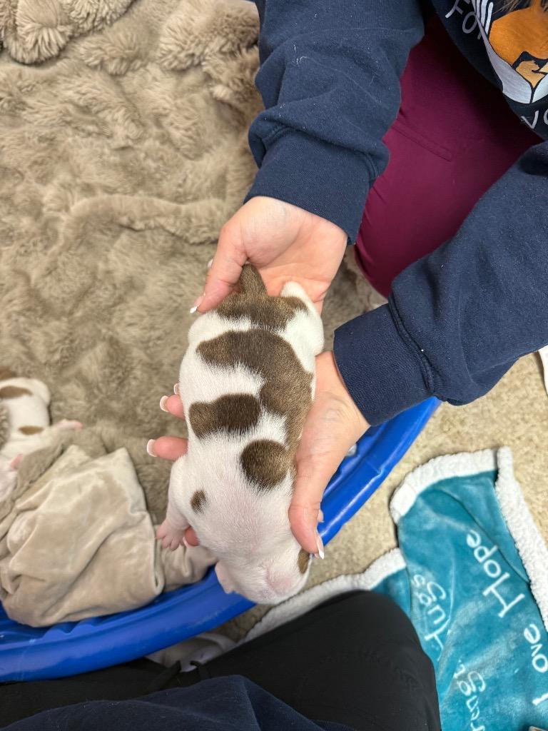 Enlarge Windsor, a Adoptable mixed breed in Utica, MI image 2/6