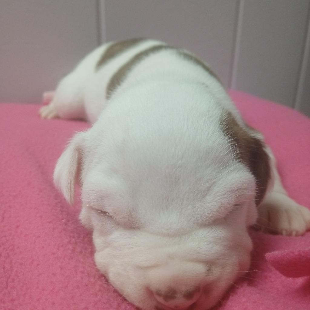 Enlarge Windsor, a Adoptable mixed breed in Utica, MI image 3/6