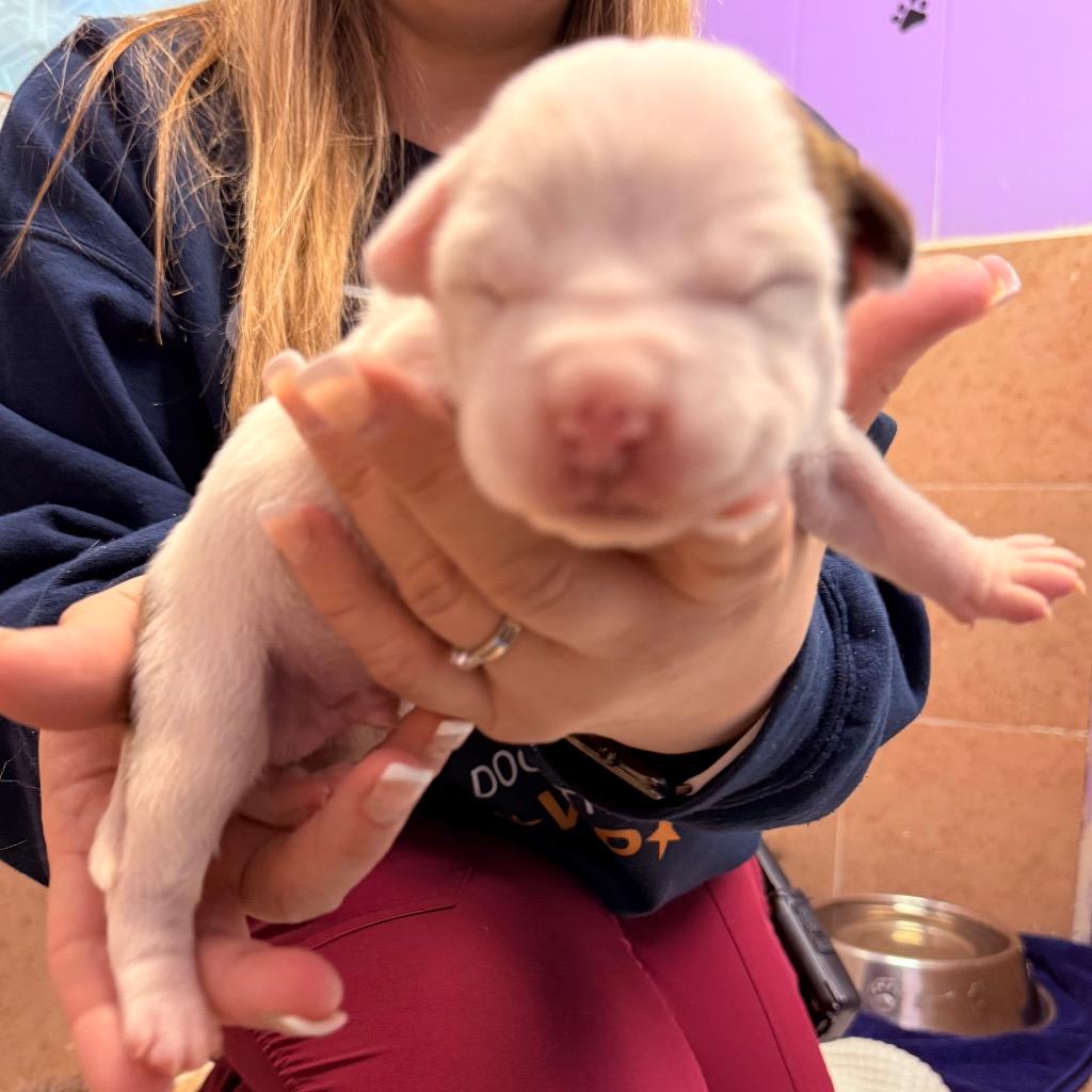 Enlarge Windsor, a Adoptable mixed breed in Utica, MI image 4/6