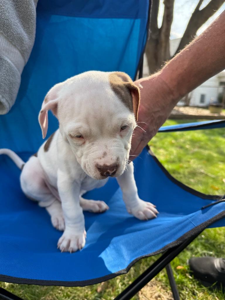 Enlarge Windsor, a Adoptable mixed breed in Utica, MI image 5/6