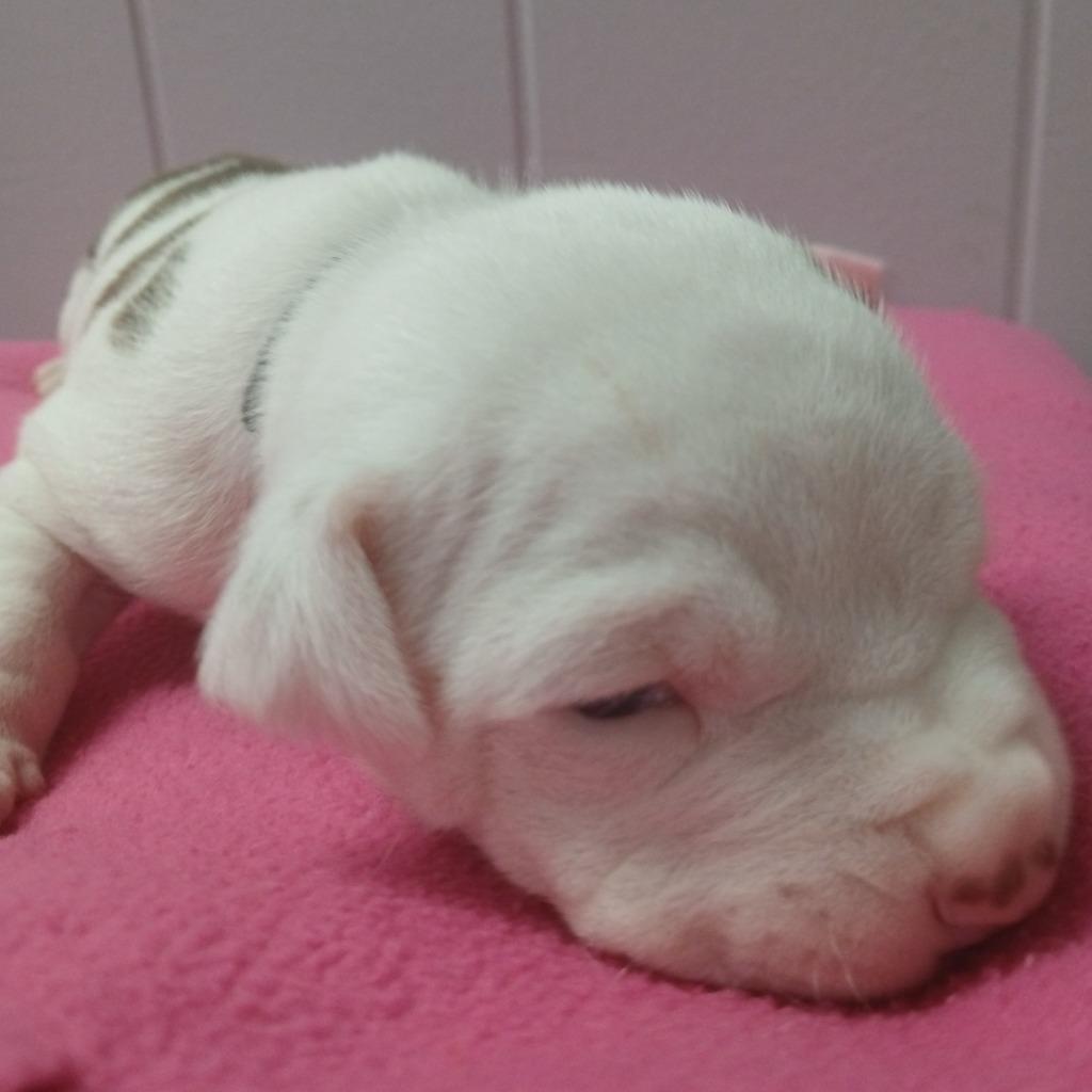 Enlarge Windsor, a Adoptable mixed breed in Utica, MI image 6/6