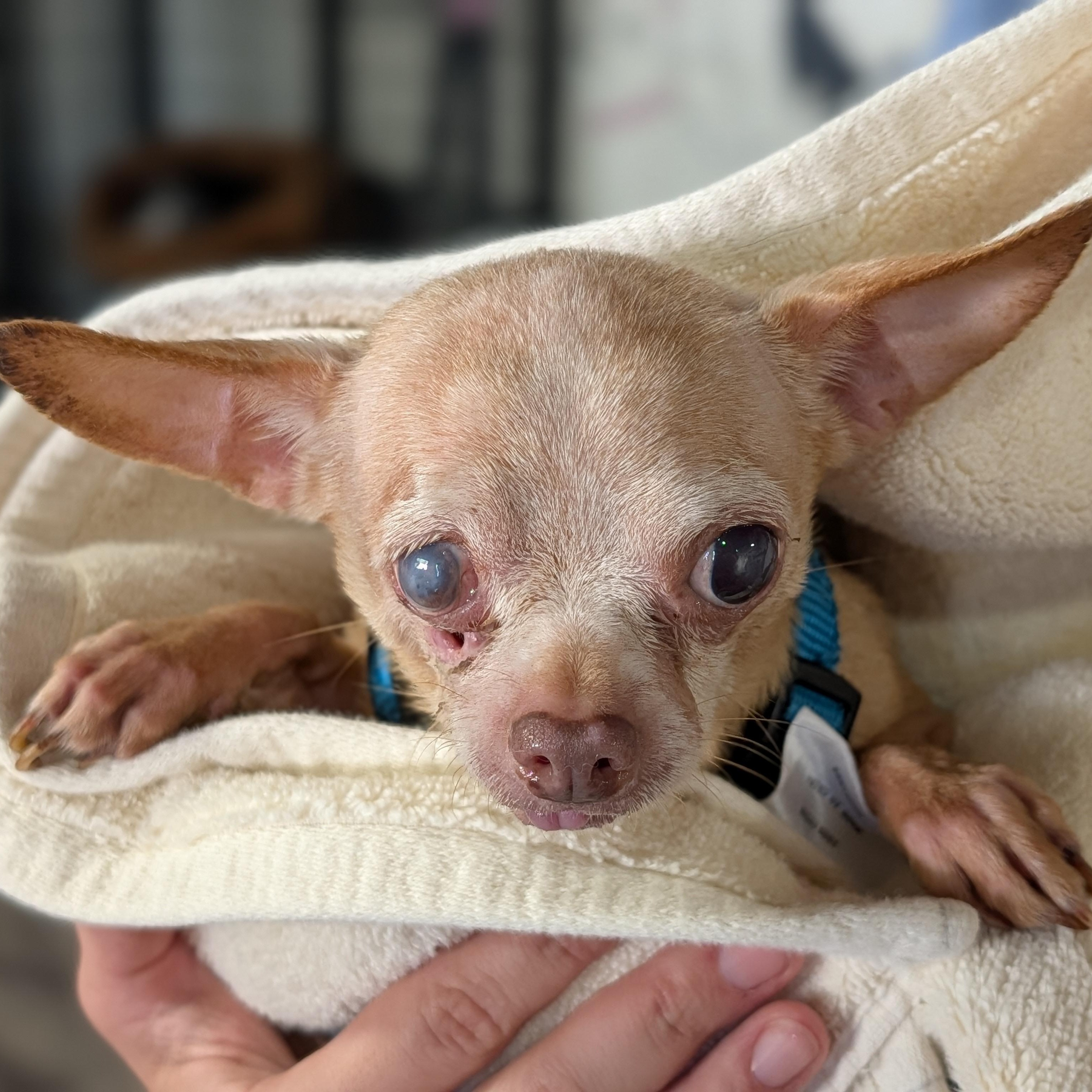 Enlarge Princess, a Adoptable Chihuahua in Alma, MI image 1/2