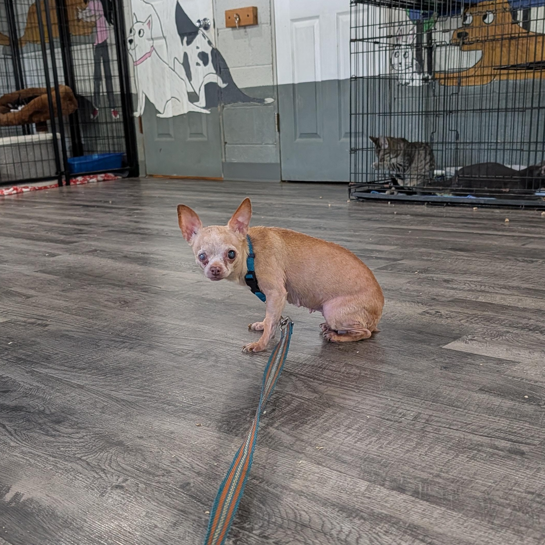 Enlarge Princess, a Adoptable Chihuahua in Alma, MI image 2/2