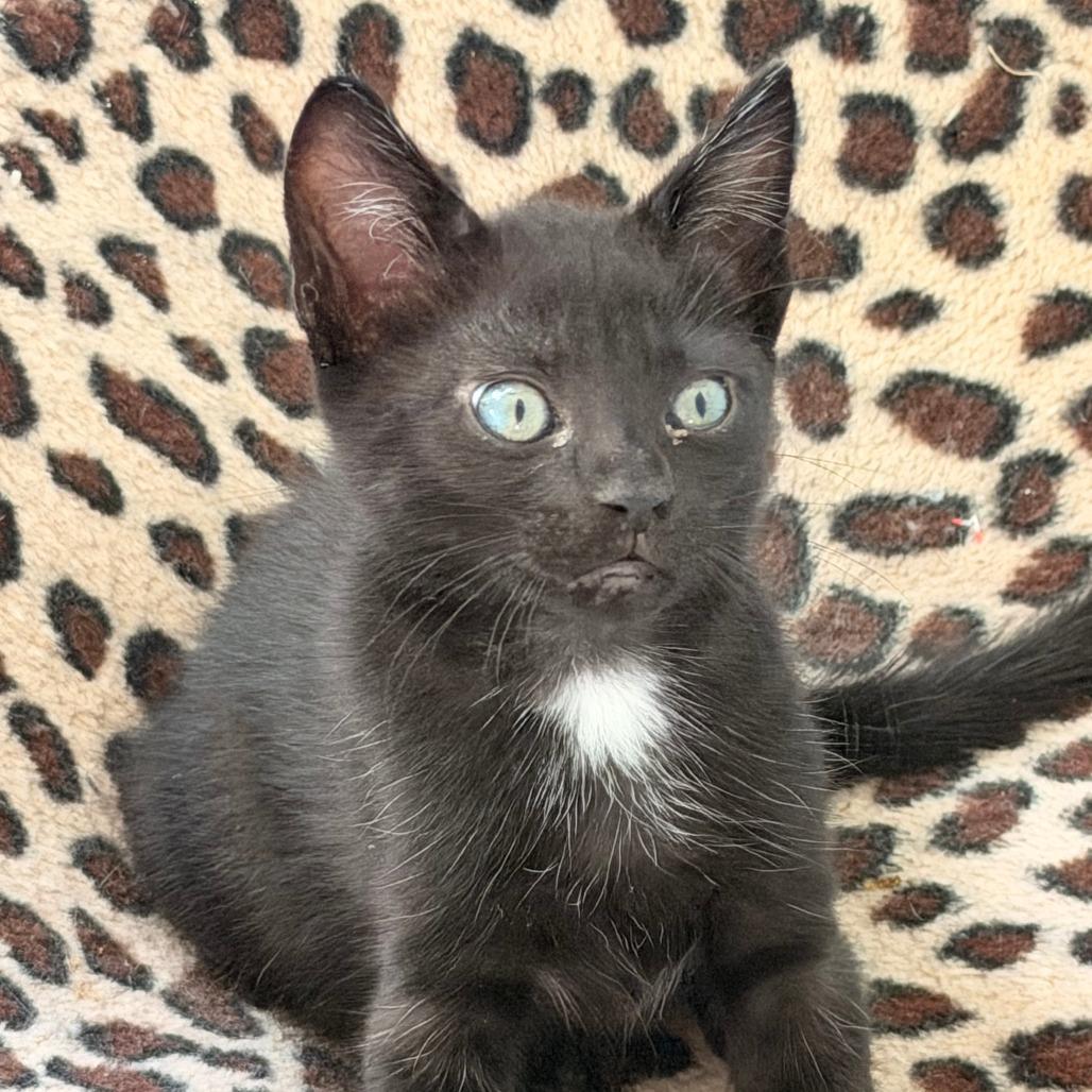 Mbappe, Adoptable, Kitten Male Domestic Short Hair.