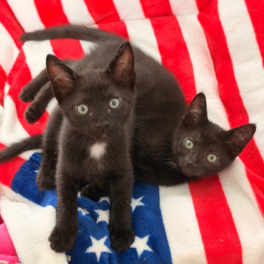 Mbappe, a Adoptable Domestic Short Hair in Jupiter, FL image 2/6