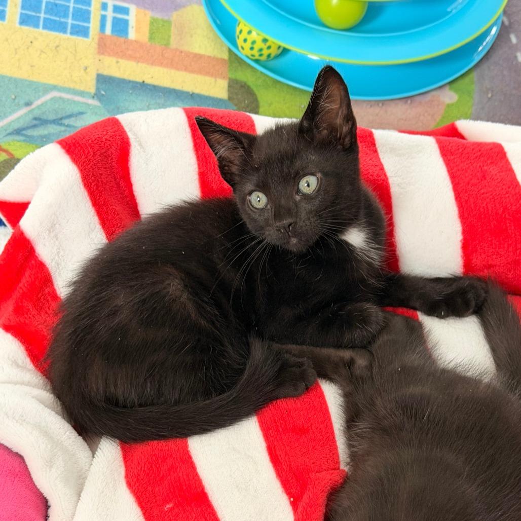 Mbappe, a Adoptable Domestic Short Hair in Jupiter, FL image 3/6