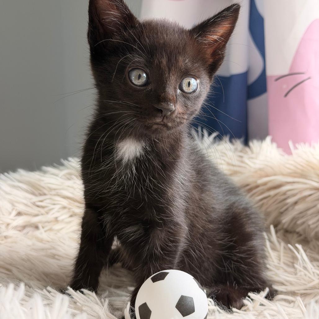 Mbappe, a Adoptable Domestic Short Hair in Jupiter, FL image 4/6