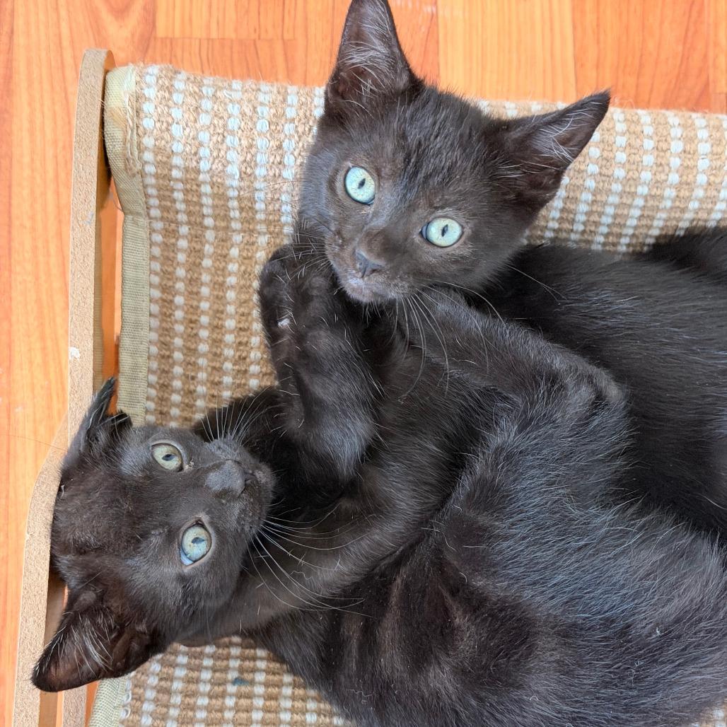 Mbappe, a Adoptable Domestic Short Hair in Jupiter, FL image 5/6