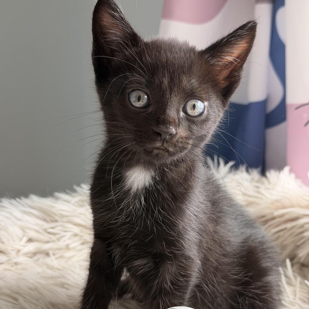 Mbappe, a Adoptable Domestic Short Hair in Jupiter, FL image 6/6