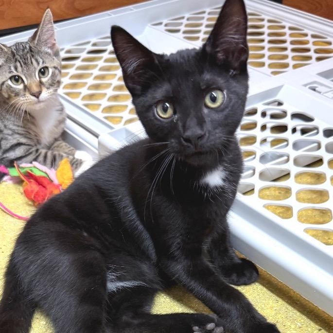 Enlarge Mbappe, a Adoptable Domestic Short Hair in Jupiter, FL image 6/6