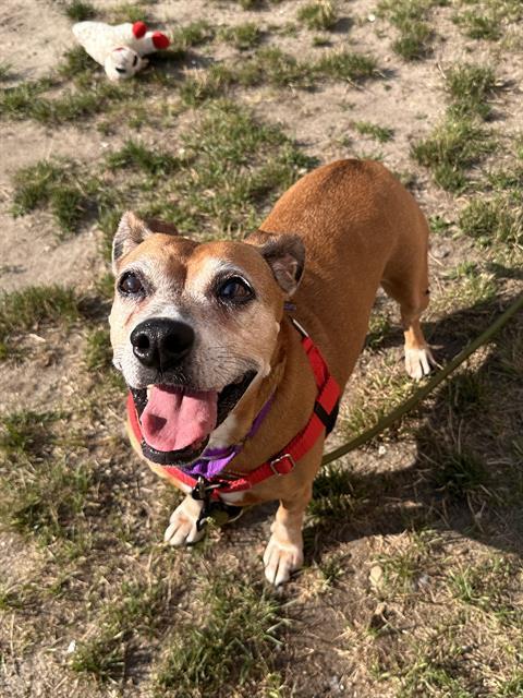 Enlarge LILLY, a Adoptable mixed breed in Centerville, MA image 1/1