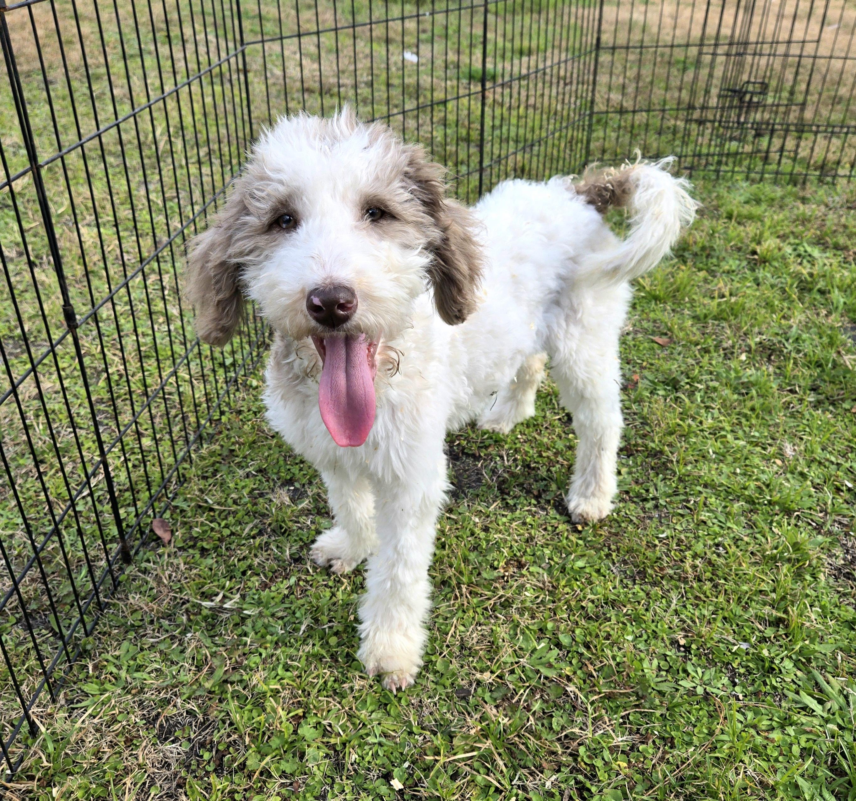 Enlarge Hazel, a ADOPTABLE mixed breed in Oviedo, FL image 2/2