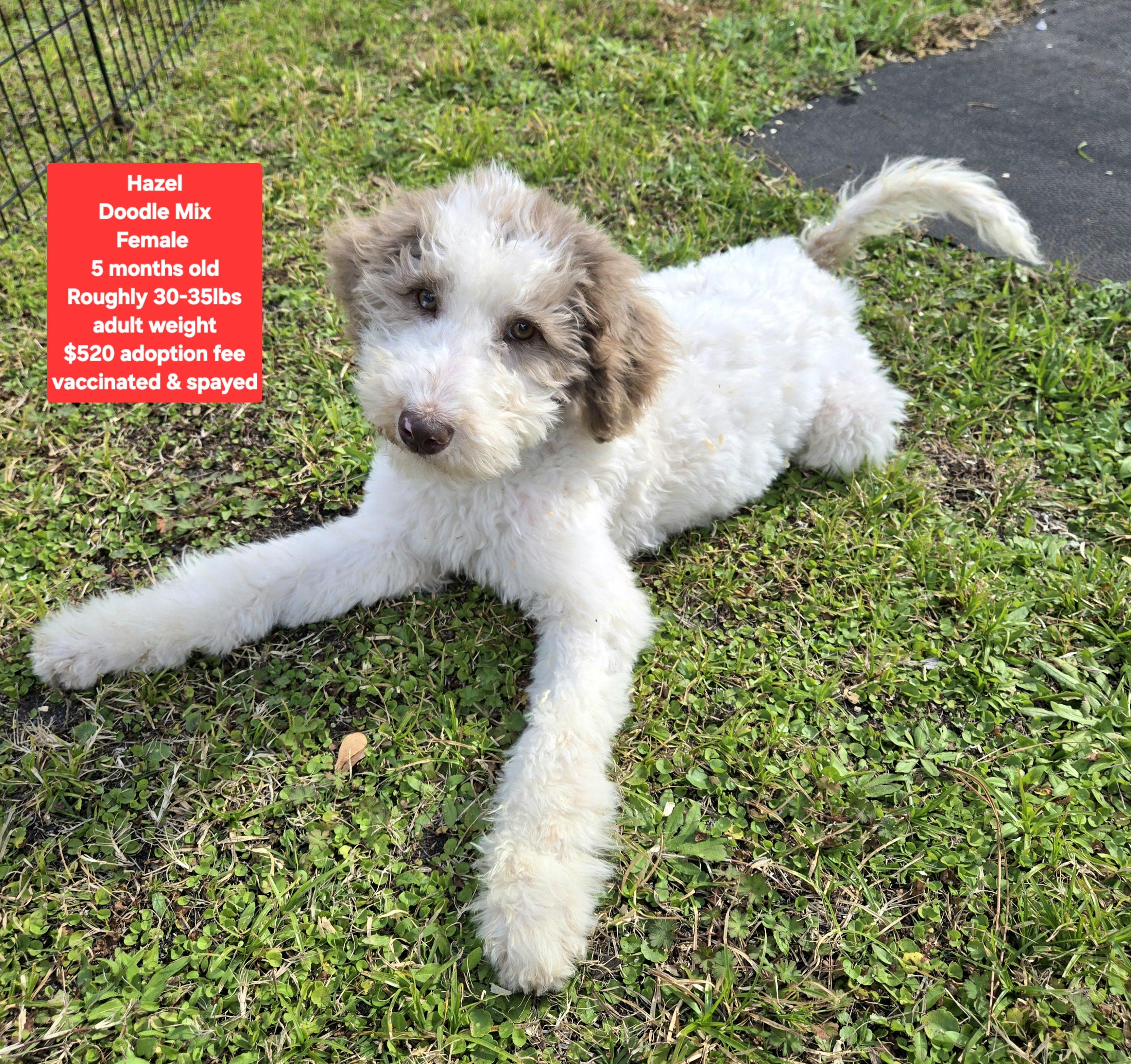 Enlarge Hazel, a ADOPTABLE mixed breed in Oviedo, FL image 1/2