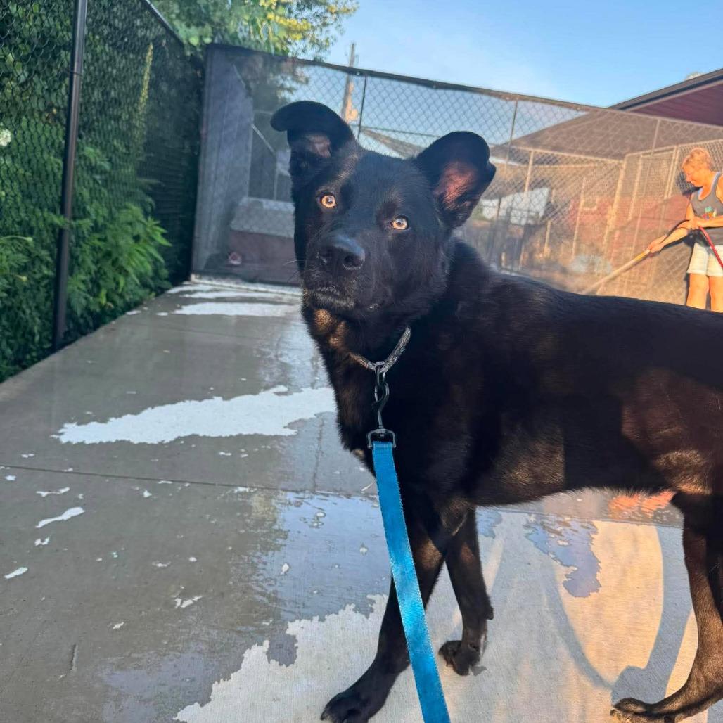 Harvey, ADOPTABLE, Adult Male Australian Shepherd & German Shepherd Dog.